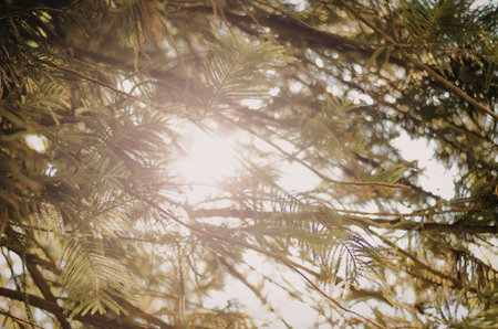 The image captures sunlight filtering through the branches of a pine tree, highlighting the natural...