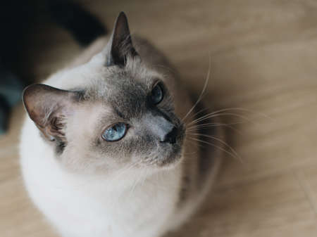 Serious mother of thai cat with blue eyes.