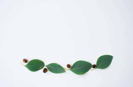 Several coffee beans among eucalyptus leaves. Flatlay.