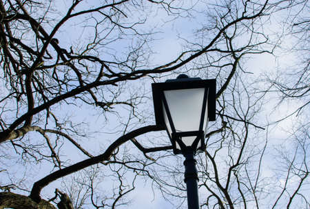 Street lamp against the background of tree branches and the evening cloudy sky.