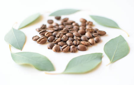 Coffee beans with eucalyptus leaves as a circle on a white surface.の写真素材