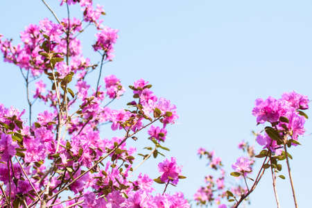 Pink flowers of a large bush rhododendron on the background of blue sky.