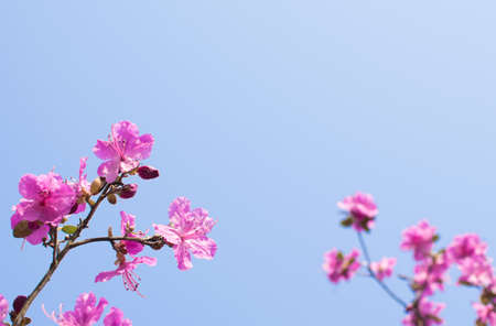 Pink flowers of a large bush rhododendron on the background of blue sky.