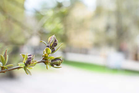 A young branch of a rowan tree with fresh young bud and green leaves.