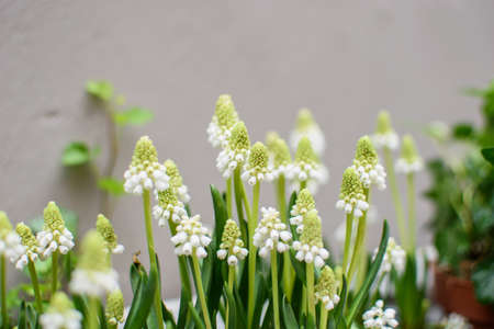 Lots of white small flowers, beautiful flowers on the background of grey wall.
