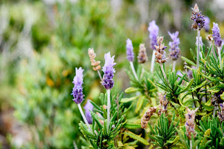 Beautiful purple lavender flower blooming on green plant background. Natural background, closeup. Image for agriculture, perfume, medical industries and diverse advertising materials.の写真素材