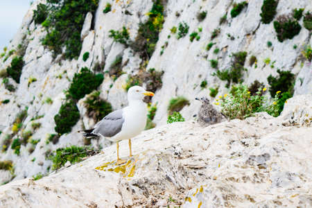 Seagull with chick on the mountain of Penon de Ifach of at Costa Blanca, Spain.の写真素材
