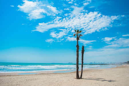 View of a tall palm tree, blue expanses of the sea and blue sky with clouds from the beach. Great for design and texture background.の写真素材