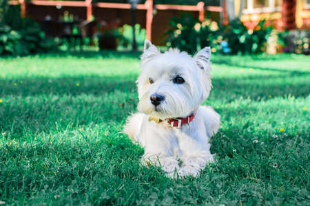 Cute West Highland White Terrier with a red collar lying on the green grass, background natural.の写真素材