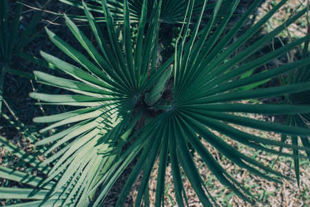 Large green palm leaves of the Sabal minor family. Natural tropical background, closeup.