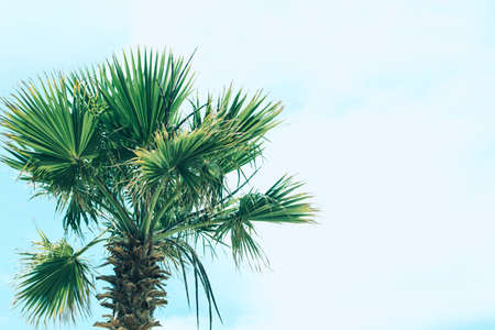 Green foliage of tall palm trees on background of the sky. Livistona Rotundifolia or fan palm. Place for text.の写真素材