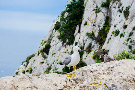 Seagull with chick on the mountain of Penon de Ifach of at Costa Blanca, Spain.の写真素材
