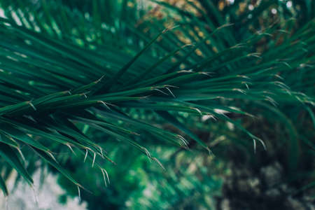 Beautiful palm leaf of coconut tree on a green background in the nature. Close up.の写真素材