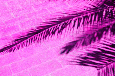 The shadow of a tropical palm tree on a road covered with pink tiles.