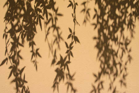 Beautiful patterned shadow of a tree with branches on a yellow wall of plaster. Abstract black...