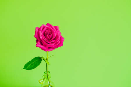 One flower bright beautiful pink rose on a bright green background.の写真素材