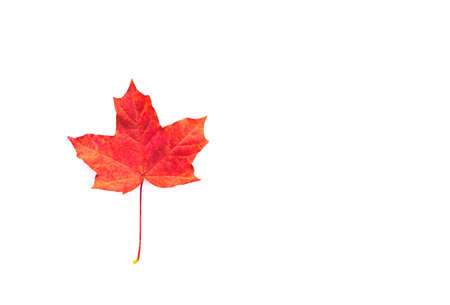 One red maple leaf on a white background. Autumn concept. Flat lay.
