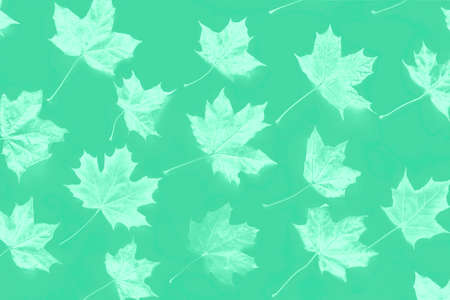 Pattern of monochrome green mint autumn maple leaves on a white background. Flat lay, top view.