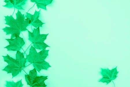 Monochrome green autumn maple leaves on a mint background. Flat lay, top view.の写真素材