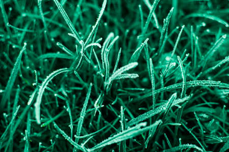 First frosts on green mint grass, late autumn. Natural background. Top view, close up.の写真素材