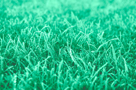 First frosts on green mint grass with beautifully falling light from the sun, late autumn. Natural...