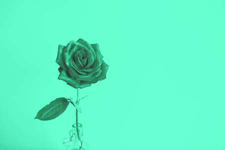 One flower bright beautiful rose on a bright green mint background.の写真素材