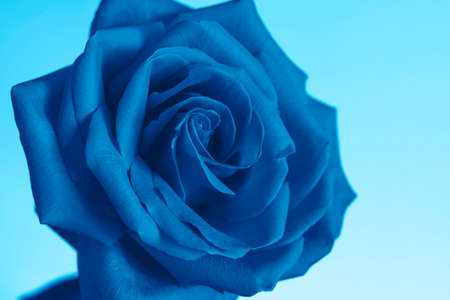 Flower bright beautiful rose in blue colors. Close up. The main color trend of 2020 year.の写真素材