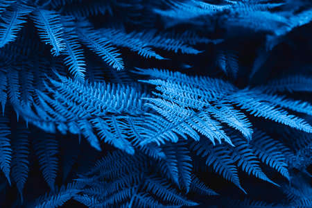 Leaves of ferns in the forest in blue color. Natural background. The main color trend of 2020.の写真素材