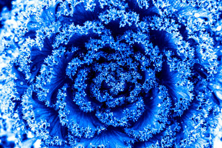 Close up flower of decorative ornamental cabbage, in latin as Brassica oleracea, in blue colors. The...