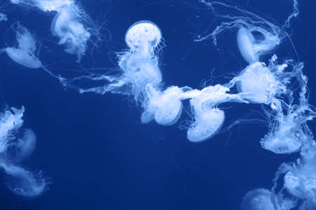 Many beautiful jellyfish, medusa in blue light. Underwater life in the aquarium. Natural background.