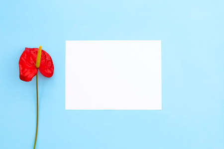 One red flower as anthurium and empty blank paper on a blue background. Flat lay. Place for text.の写真素材