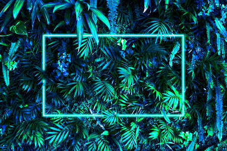 Surface creative tropic green blue leaves with neon white frame. Natural background. Flat lay.