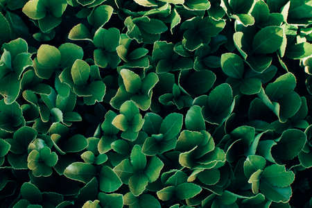 Texture of many fresh beautiful leaves of green plant. Natural background. Flat lay.の写真素材
