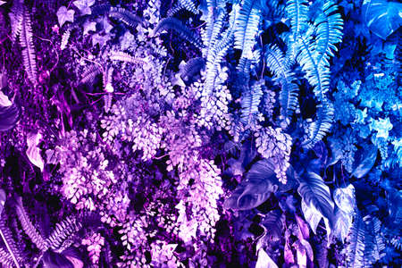 Surface creative tropic leaves in neon colors. Natural tropical background.の写真素材