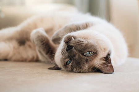 White cat with dark muzzle, as Thai breed with blue eyes lies on a sofa.の写真素材