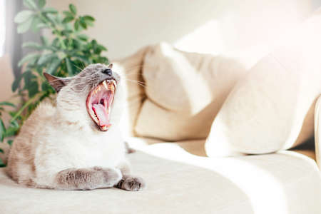 White cat with dark muzzle, known as Thai breed, with blue eyes is yawning on light sofa.の写真素材