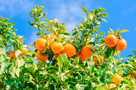 A lots of orange mandarins on the tree on the street of the town somewhere in the south Spain. Blue sky as background.の写真素材