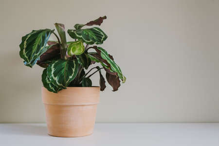 Flower of Calathea Medallion, a multicolored big house plant with colorful detailed leaves, in ceramic terracotta pot.の写真素材