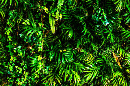 Texture of many fresh leaves of a tropical green plant. Natural tropical background.の写真素材