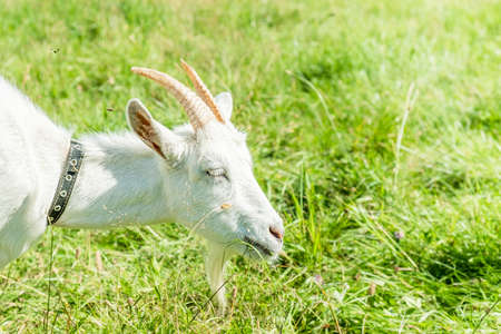 Cute white goat graze on the meadow with fresh green grass in the village. Organic animal husbandry.