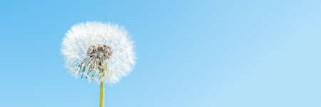 One white fluffy dandelion and blue sky. Summer spring natural landscape. Banner. Copy space.の写真素材
