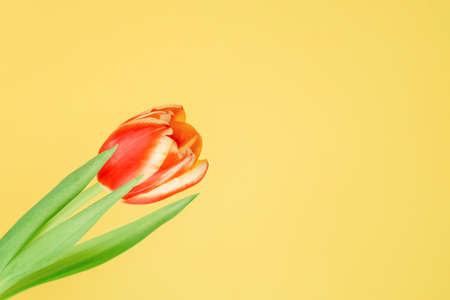 Beautiful red tulip on a yellow background. Fresh spring flower. Copy space for text. Floral summer concept.の写真素材
