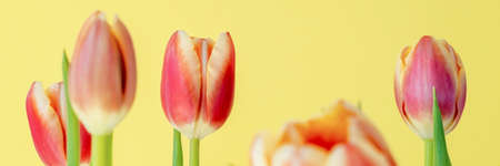 Beautiful red tulips on a yellow background. Fresh spring flowers. Copy space for text. Floral summer concept. Banner.の写真素材