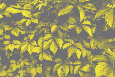 Texture of many fresh beautiful leaves of green wild grape. Trendy colors of 2021 - gray and yellow....