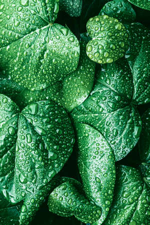 Texture of many fresh beautiful leaves with raindrops. Natural background. Vertical photo.の写真素材