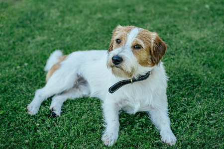 Purebred Jack Russell Terrier lying on the grass and resting.の写真素材