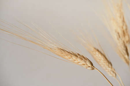 Spikelets of dry rye on a light background. Concept rich harvest. Close up. Selective focus.