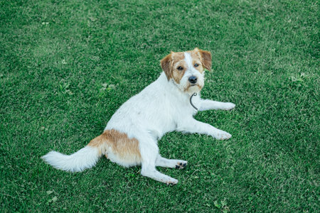 Purebred Jack Russell Terrier lying on the grass and resting.