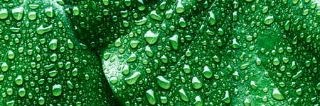 Texture of many fresh beautiful leaves with raindrops. Natural background. Banner.の写真素材