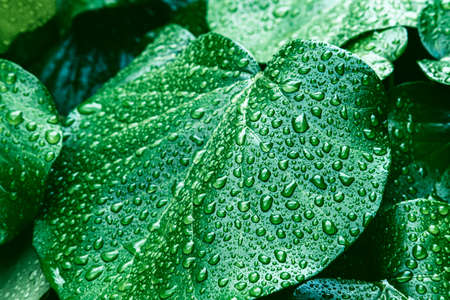 Texture of many fresh beautiful leaves with raindrops. Natural background.の写真素材